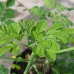 Benefits of Moringa Leaves for Pregnant Women