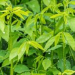 Benefits of Katuk Leaves to Smooth Breast Milk Production