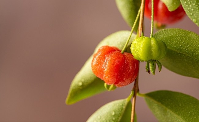 Various Benefits of Dewandaru Fruit for Health