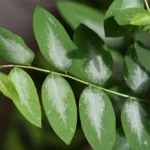 Benefits of Katuk Leaves for Health