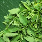Benefits of Katuk Leaves for the Health of Pregnant and Breastfeeding Mothers