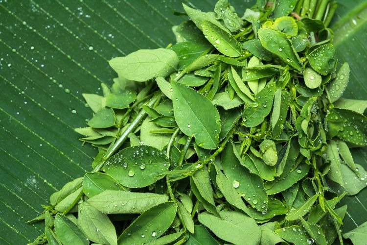 Benefits of Katuk Leaves for the Health of Pregnant and Breastfeeding Mothers