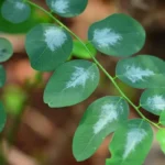 Some Other Benefits of Katuk Leaves Apart from Facilitating Breast Milk Production