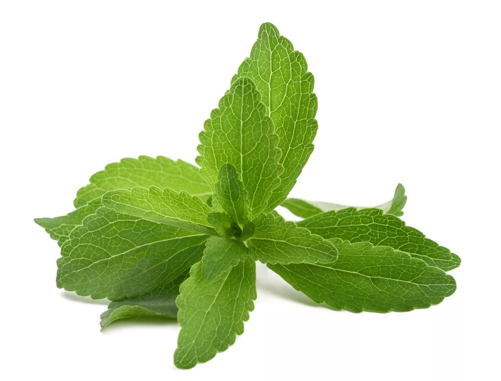Get to know Stevia Leaves as a Natural Sweetener Substitute for Sugar