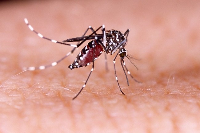 Dengue Hemorrhagic Fever (DHF): Definition, Symptoms, and Prevention